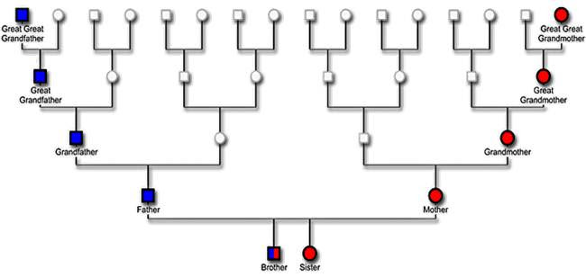 DNA_inheritance_chart